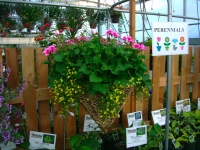 hanging baskets