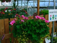 mixed hanging basket