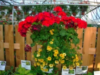 mixed hanging basket