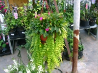 ymker greenhouse flowers