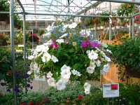 ymker greenhouse flowers