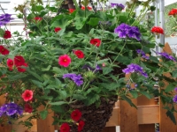 mixed hanging baskets