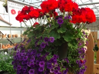 mixed hanging baskets