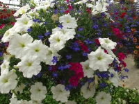 mixed hanging baskets