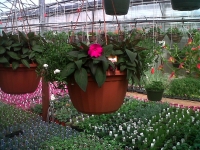 hanging baskets