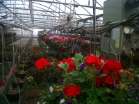 hanging baskets