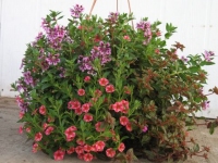 Mixed Hanging Basket