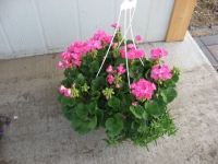 Pink Geranium Basket