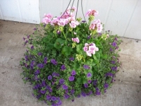 Mixed Hanging Basket