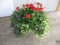 Mixed Hanging Basket