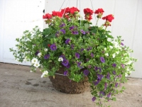 Mixed Hanging Basket