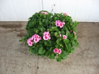 Geranium Basket