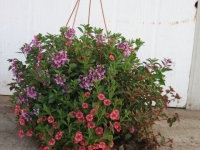 Mixed Hanging Basket