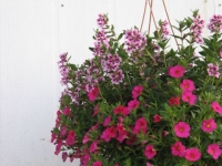 Mixed Hanging Basket