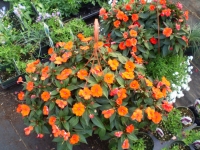 hanging baskets