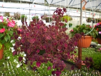 hanging baskets