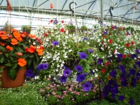 hanging baskets