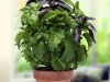 Basil Try Basil