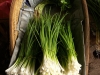 Chives Onion