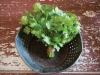 Cilantro Cruiser
