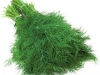 Dill Diana