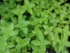 Lemon Balm Melissa