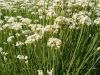 Chives Garlic
