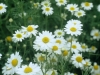 Chamomile German