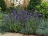 Lavender Ellagance Purple Garden