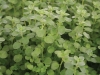 Marjoram Sweet