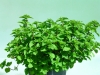 Mint Ginger