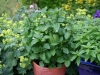 Mint Orange