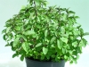 Mint Peppermint
