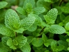 Mint Spearmint Common