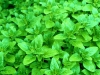 Oregano Greek