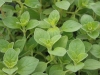 Oregano Italian