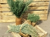 Rosemary Barbecue