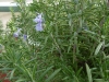 Rosemary Common
