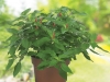 Sage Pineapple