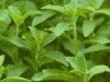 Stevia