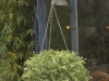 Thyme Lemon Variegated