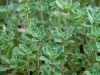 Thyme English