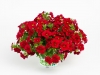 Calibrachoa Calitastic Bright Red1