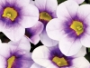 Calibrachoa-Calitastic-Ice-Blue