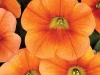 Calibrachoa-Calitastic-Pumpkin-Spice