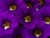 Calibrachoa-Calitastic-Violaceous1