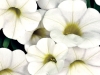 Calibrachoa-Calitastic-White