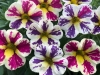 Calibrachoa-Candy-Shop-Bag-of-Trix