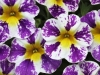 Calibrachoa-Candy-Shop-Grape-Splash