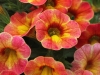 Calibrachoa-Chameleon-Atomic-Orange